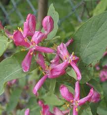 Attēlu rezultāti vaicājumam “Lonicera tatarica flower”
