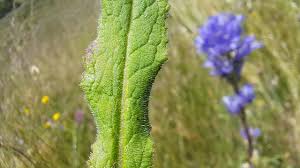 Attēlu rezultāti vaicājumam “Campanula cervicaria”