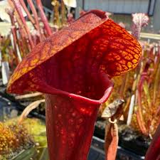 Attēlu rezultāti vaicājumam “x Sorbaronia fallax”