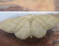 Attēlu rezultāti vaicājumam “Idaea straminata”