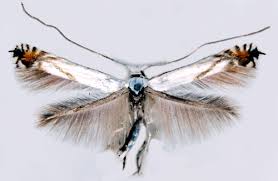 Attēlu rezultāti vaicājumam “Lyonetia prunifoliella”