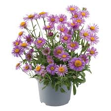 Image result for Aster alpinus