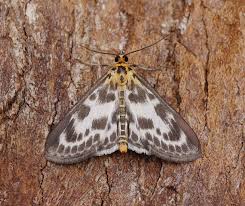 Attēlu rezultāti vaicājumam “Anania hortulata”