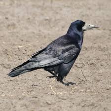Attēlu rezultāti vaicājumam “Corvus frugilegus”