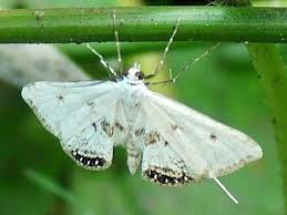 Attēlu rezultāti vaicājumam “Cataclysta lemnata”