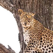 Attēlu rezultāti vaicājumam “Leporida”