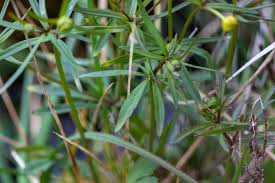 Attēlu rezultāti vaicājumam “Ranunculus mendax”