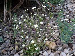 Attēlu rezultāti vaicājumam “Androsace septentrionalis”