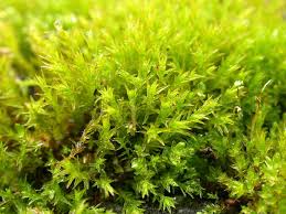 Attēlu rezultāti vaicājumam “Didymodon rigidulus”