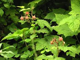 Attēlu rezultāti vaicājumam “Rubus parviflorus”