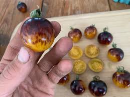 Afbeeldingsresultaat voor prudence purple tomato