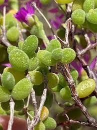 Attēlu rezultāti vaicājumam “Diderma globosum”