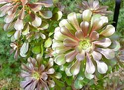 Attēlu rezultāti vaicājumam “Crassulaceae”