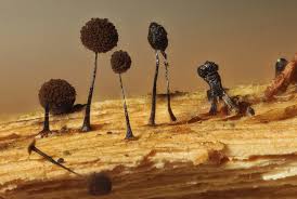 Attēlu rezultāti vaicājumam “Comatricha fragilis spores”