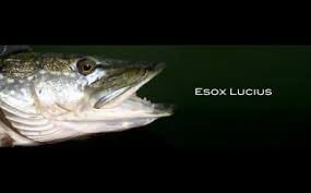 Image result for Esox lucius