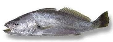 Image result for Argyrosomus coronus