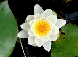 Attēlu rezultāti vaicājumam “Nymphaea alba flower”