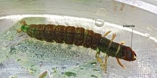 Attēlu rezultāti vaicājumam “Diderma umbilicatum macro”