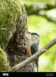 Attēlu rezultāti vaicājumam “Sitta europaea nest”