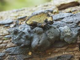 Attēlu rezultāti vaicājumam “Hypoxylon vogesiacum”