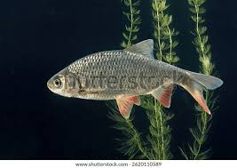 Image result for Rutilus rutilus