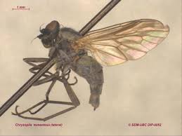 Attēlu rezultāti vaicājumam “Rhagionidae”