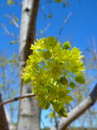 Attēlu rezultāti vaicājumam “Acer platanoides flower”