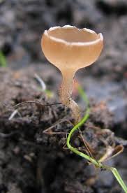 Attēlu rezultāti vaicājumam “Ciboria amentacea”