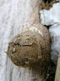 Attēlu rezultāti vaicājumam “Tubiferaceae”