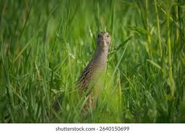 Attēlu rezultāti vaicājumam “Crex crex adult”