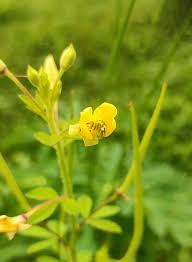 Attēlu rezultāti vaicājumam “Sinapis arvensis fruit”