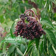 Attēlu rezultāti vaicājumam “Sambucus nigra fruit”