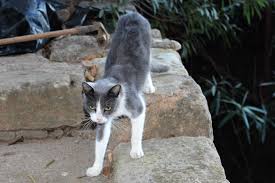 Attēlu rezultāti vaicājumam “Felis silvestris catus”