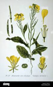 Attēlu rezultāti vaicājumam “Sinapis arvensis leaf”