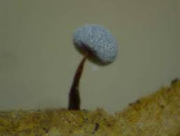 Attēlu rezultāti vaicājumam “Physarum gravidum stalked”