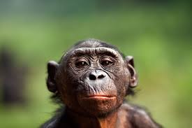 Attēlu rezultāti vaicājumam “Primates”