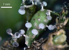 Attēlu rezultāti vaicājumam “Diachea leucopodia spores”