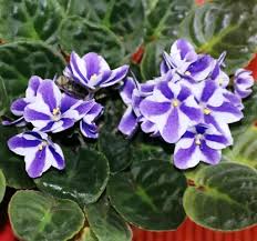 Image result for Saintpaulia ionantha Culitvar