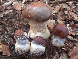 Attēlu rezultāti vaicājumam “Cortinarius praestans”