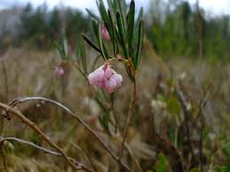 Attēlu rezultāti vaicājumam “Andromeda polifolia bud”