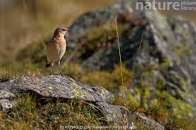 Attēlu rezultāti vaicājumam “Oenanthe oenanthe”