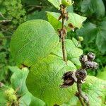 Attēlu rezultāti vaicājumam “Lonicera ferdinandii fruit”