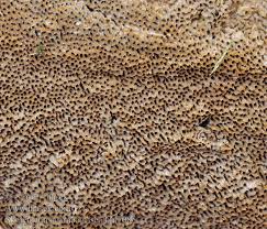 Attēlu rezultāti vaicājumam “Skeletocutis”