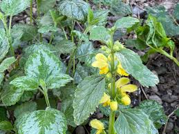 Attēlu rezultāti vaicājumam “Lamiastrum galeobdolon bud”
