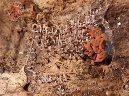 Attēlu rezultāti vaicājumam “Stemonitopsis typhina”