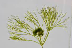 Attēlu rezultāti vaicājumam “Nitella sp.”