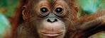 Orangutan Foundation International - Research, Conservation, Education