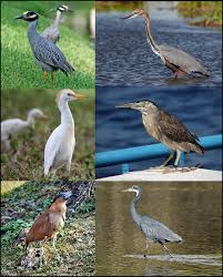 Image result for heron