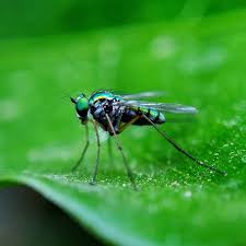 Attēlu rezultāti vaicājumam “Dolichopodidae”