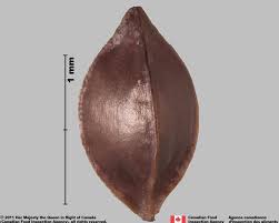 Attēlu rezultāti vaicājumam “Rumex maritimus fruit”